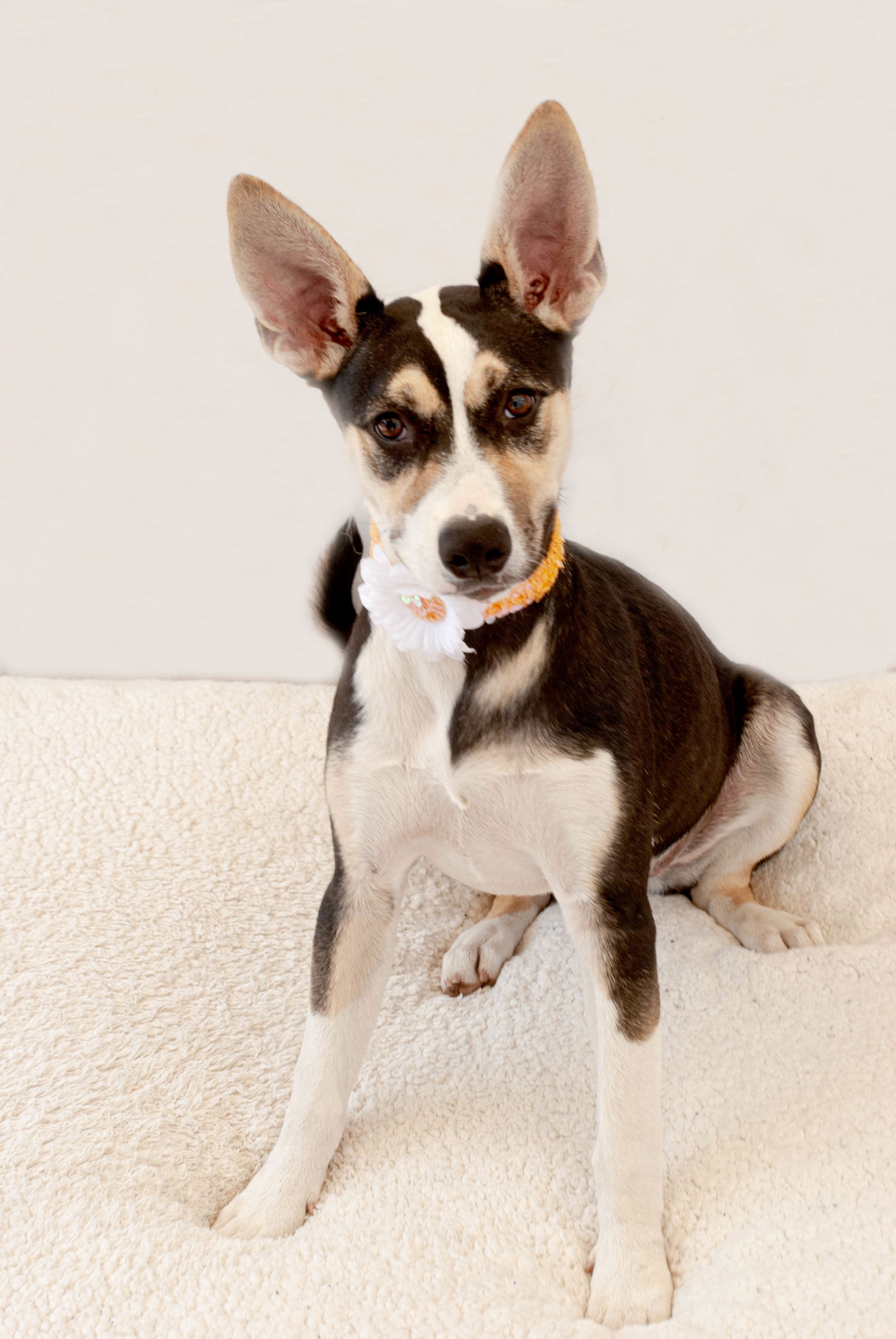 adoptable Dog in Inglewood, CA named Lola Maureen