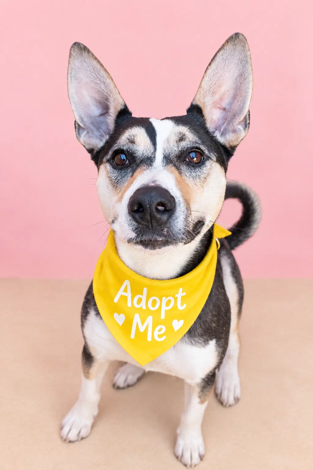 Lola O - Australian Kelpie Mix