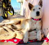 adoptable Dog in inglewood, CA named Nina