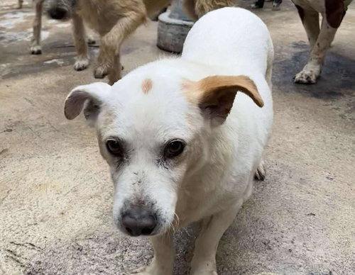 HAMMY - Terrier / Canaan Dog available for adoption