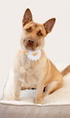 adoptable Dog in inglewood, CA named Nala