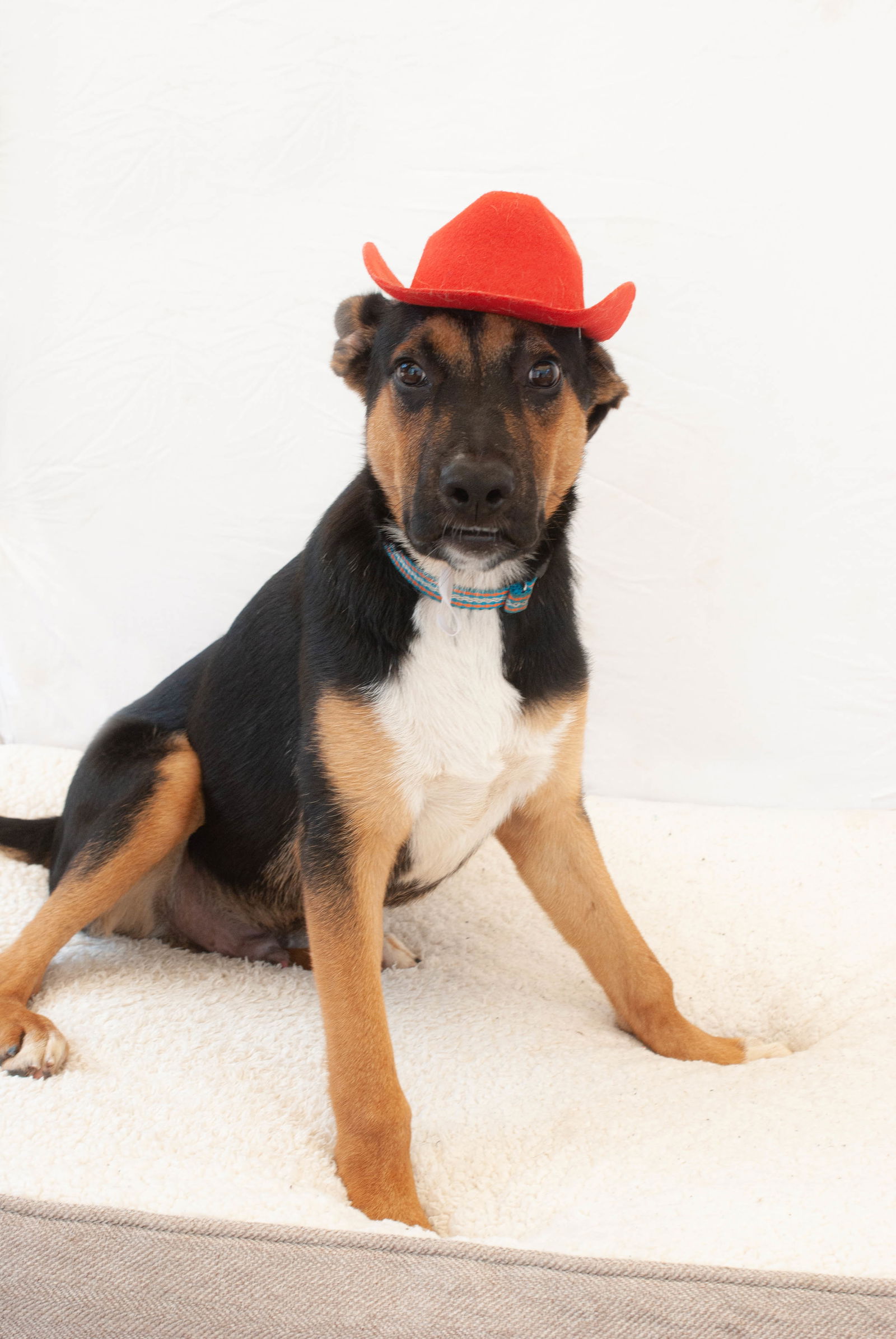 adoptable Dog in Inglewood, CA named Bobby