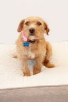 adoptable Dog in inglewood, CA named Mrs. Peach