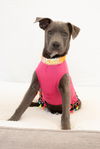 adoptable Dog in inglewood, CA named Sally