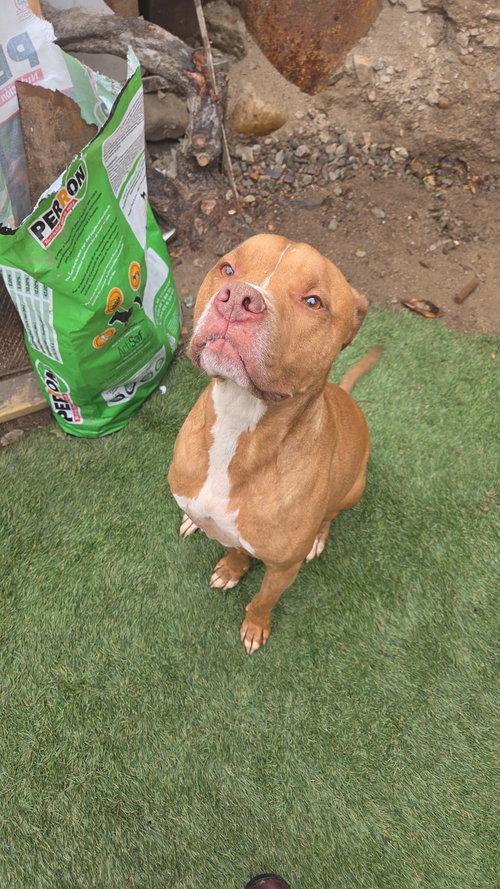BAM BAM - Pit Bull Terrier / American Staffordshire Terrier available for adoption