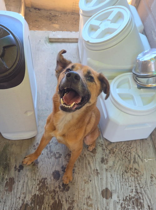 COOPER - Black Mouth Cur / Carolina Dog available for adoption