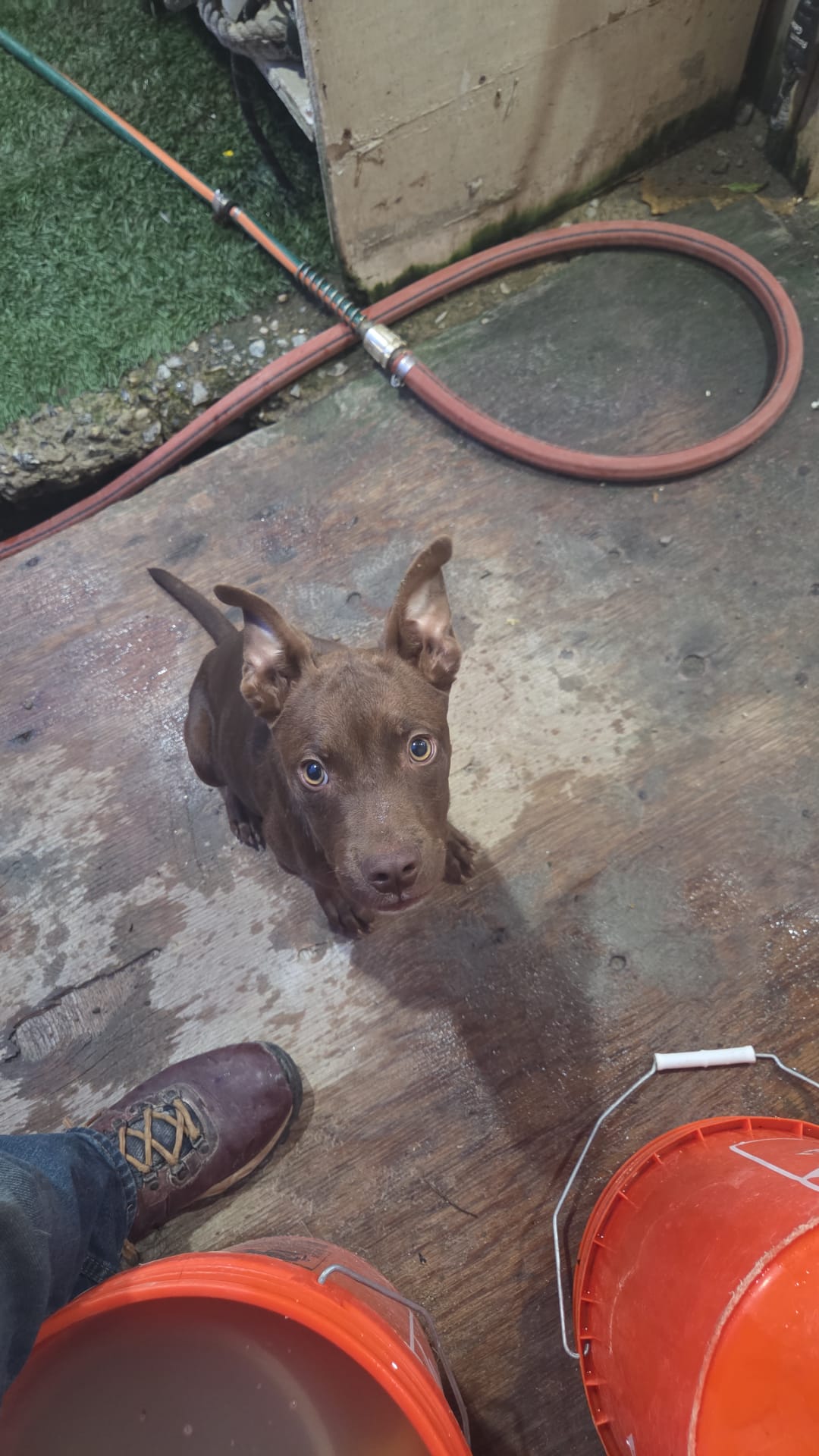 adoptable Dog in Inglewood, CA named Canela