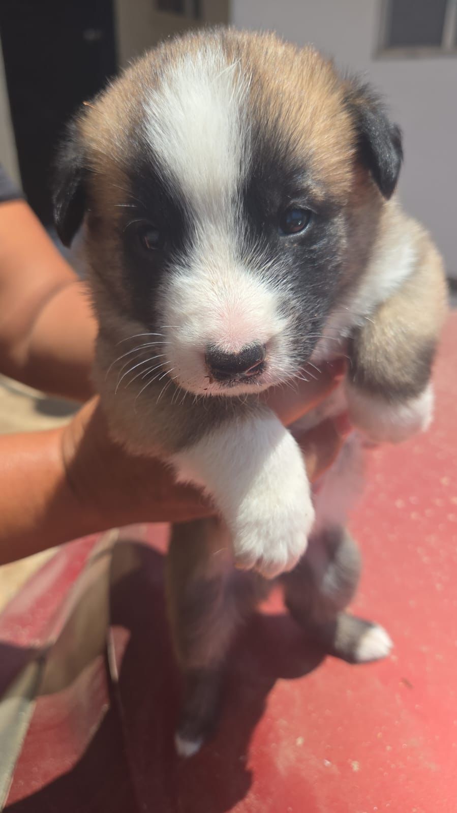 adoptable Dog in Inglewood, CA named Dink