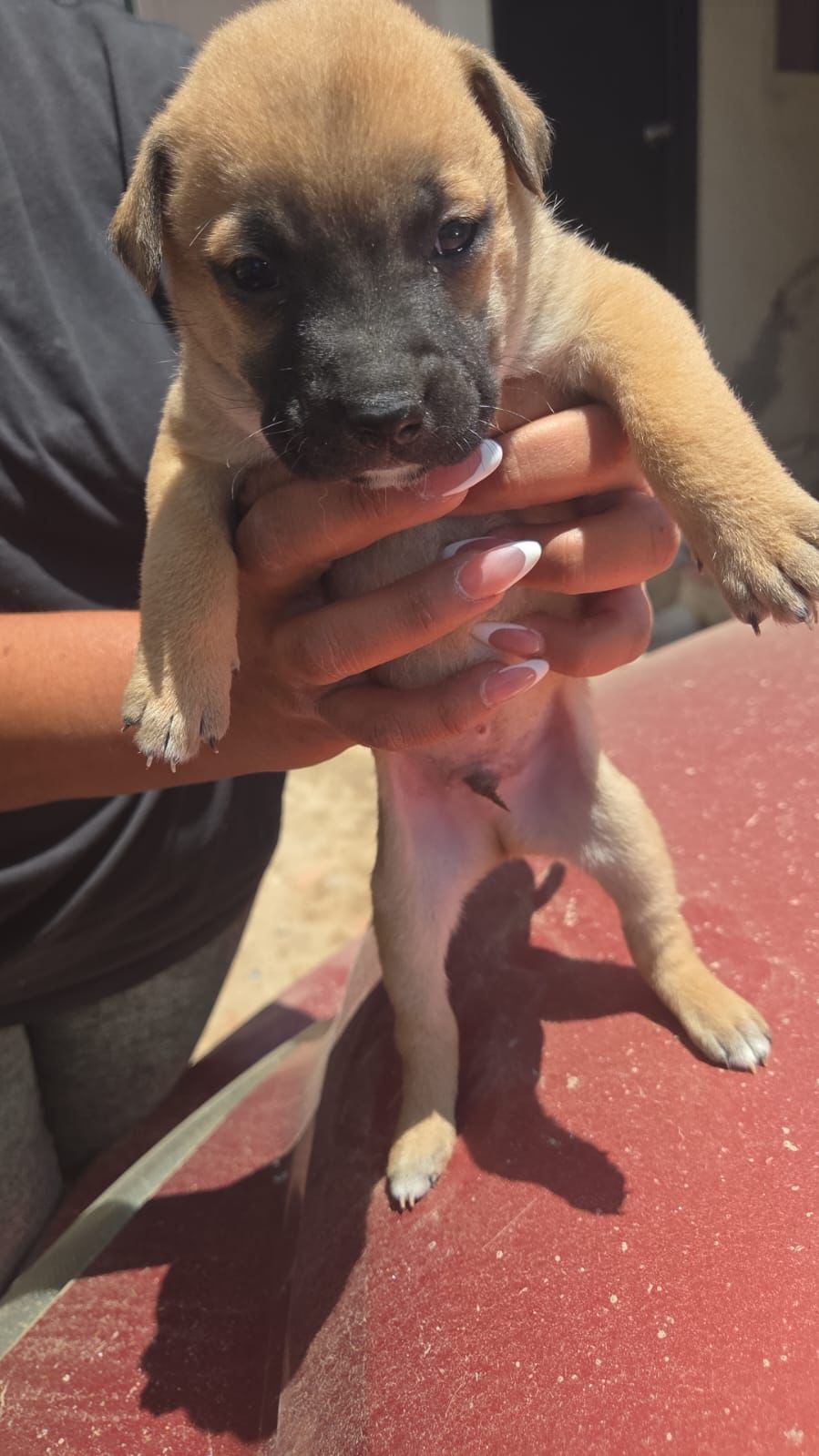 adoptable Dog in Inglewood, CA named Dudley