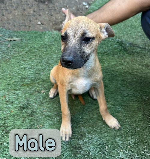 Dudley, an adoptable Parson Russell Terrier in Inglewood, CA