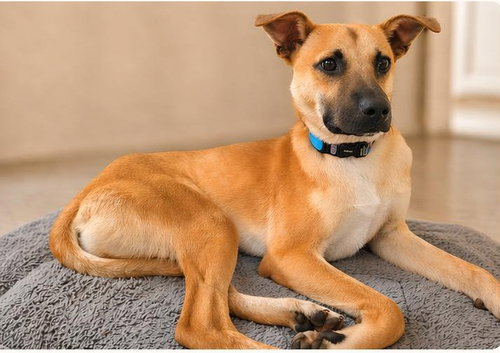 Cosmo D, an adoptable Black Mouth Cur in Inglewood, CA