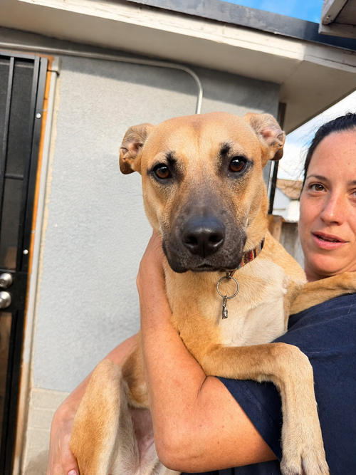 Cosmo, an adoptable Black Mouth Cur in Inglewood, CA