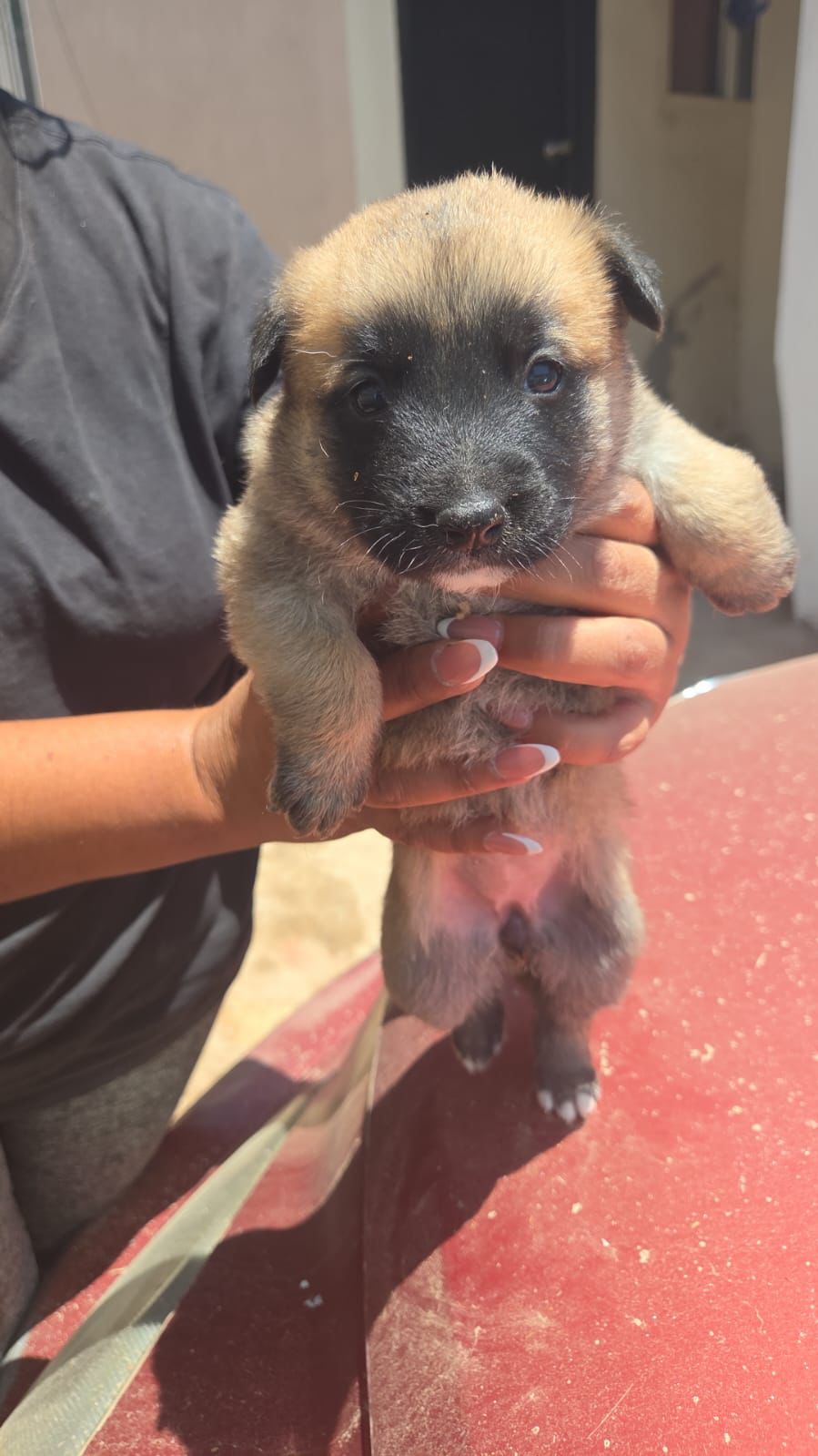 adoptable Dog in Inglewood, CA named Dutchy