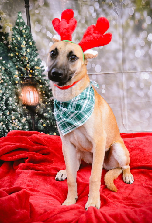 DUTCH - Parson Russell Terrier / Feist available for adoption