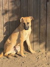 Dutch - Photo 7