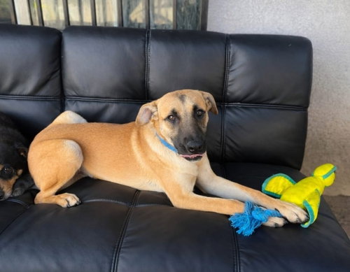 picture of the dog needing adoption