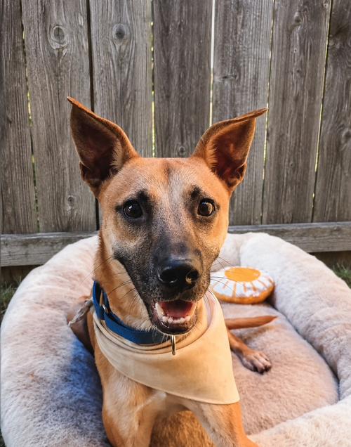 picture of the dog needing adoption