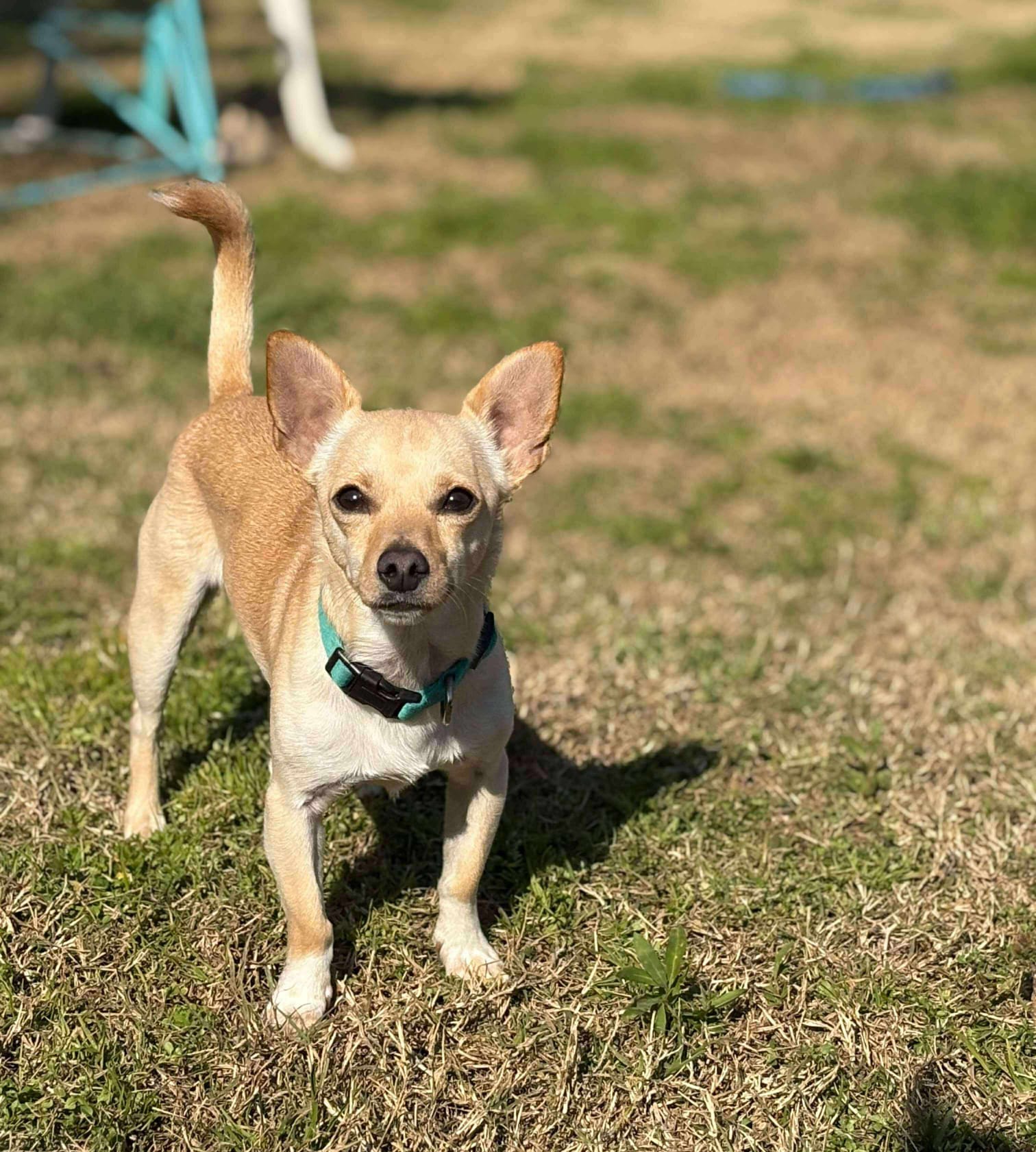 adoptable Dog in Inglewood, CA named Manny