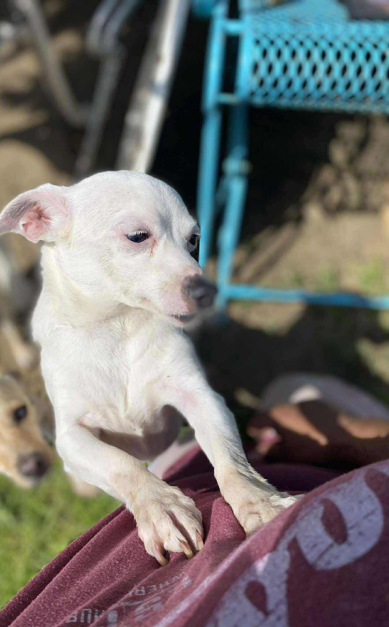 adoptable Dog in Inglewood, CA named Mickey