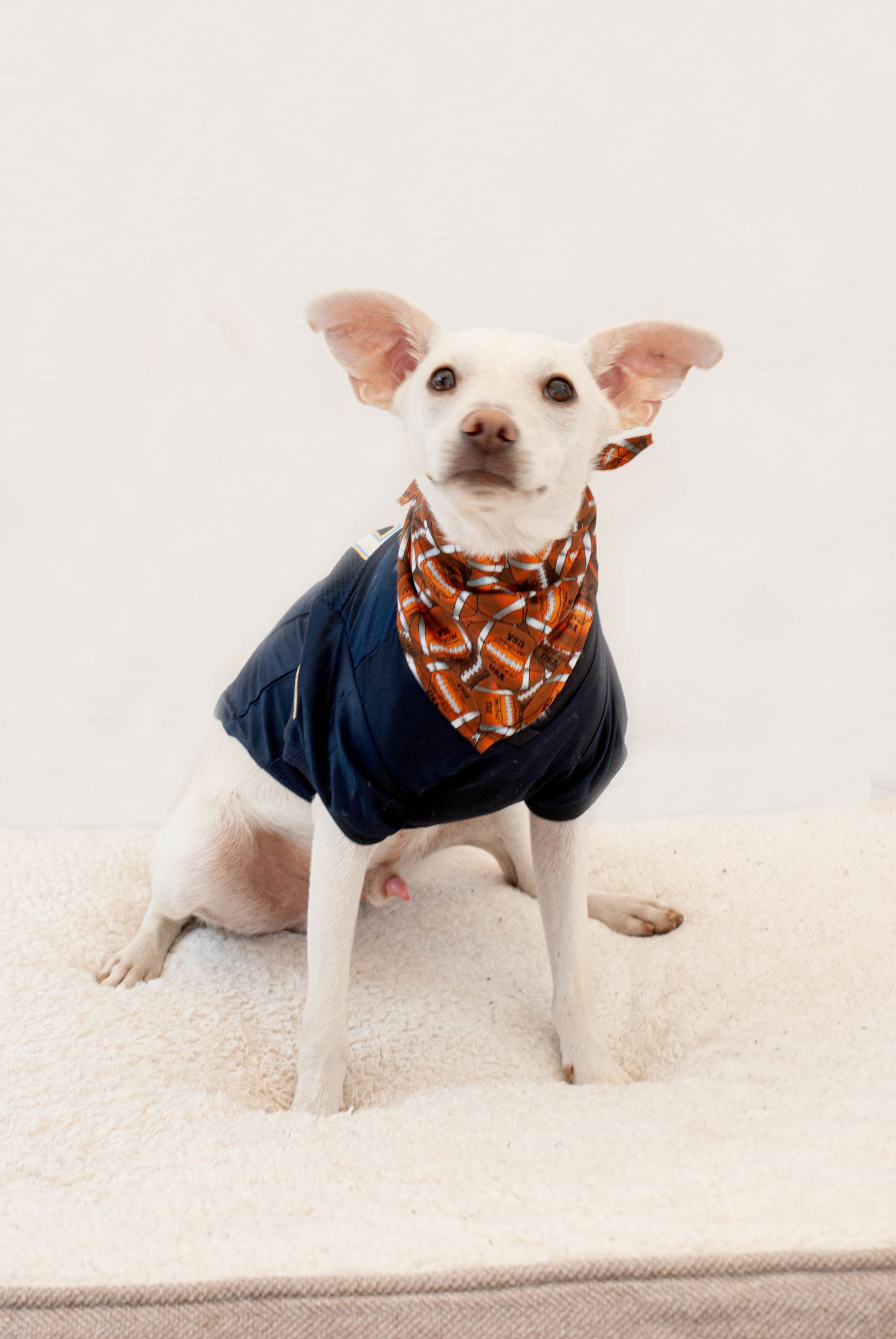 adoptable Dog in Inglewood, CA named Capitan America