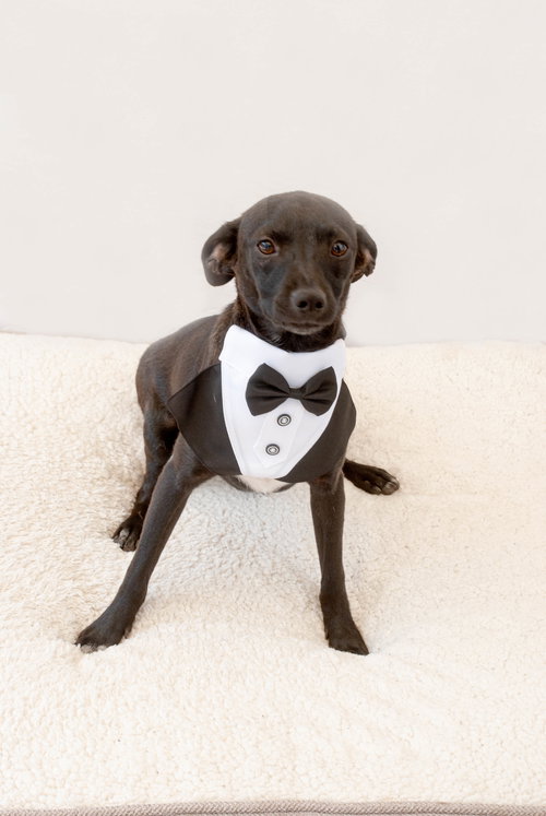 IRON MAN - Jack Russell Terrier / Terrier available for adoption