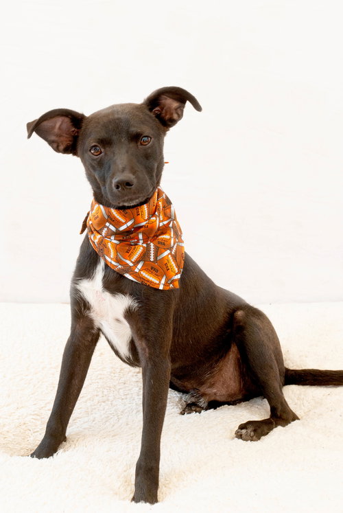 IRON MAN - Jack Russell Terrier / Terrier available for adoption