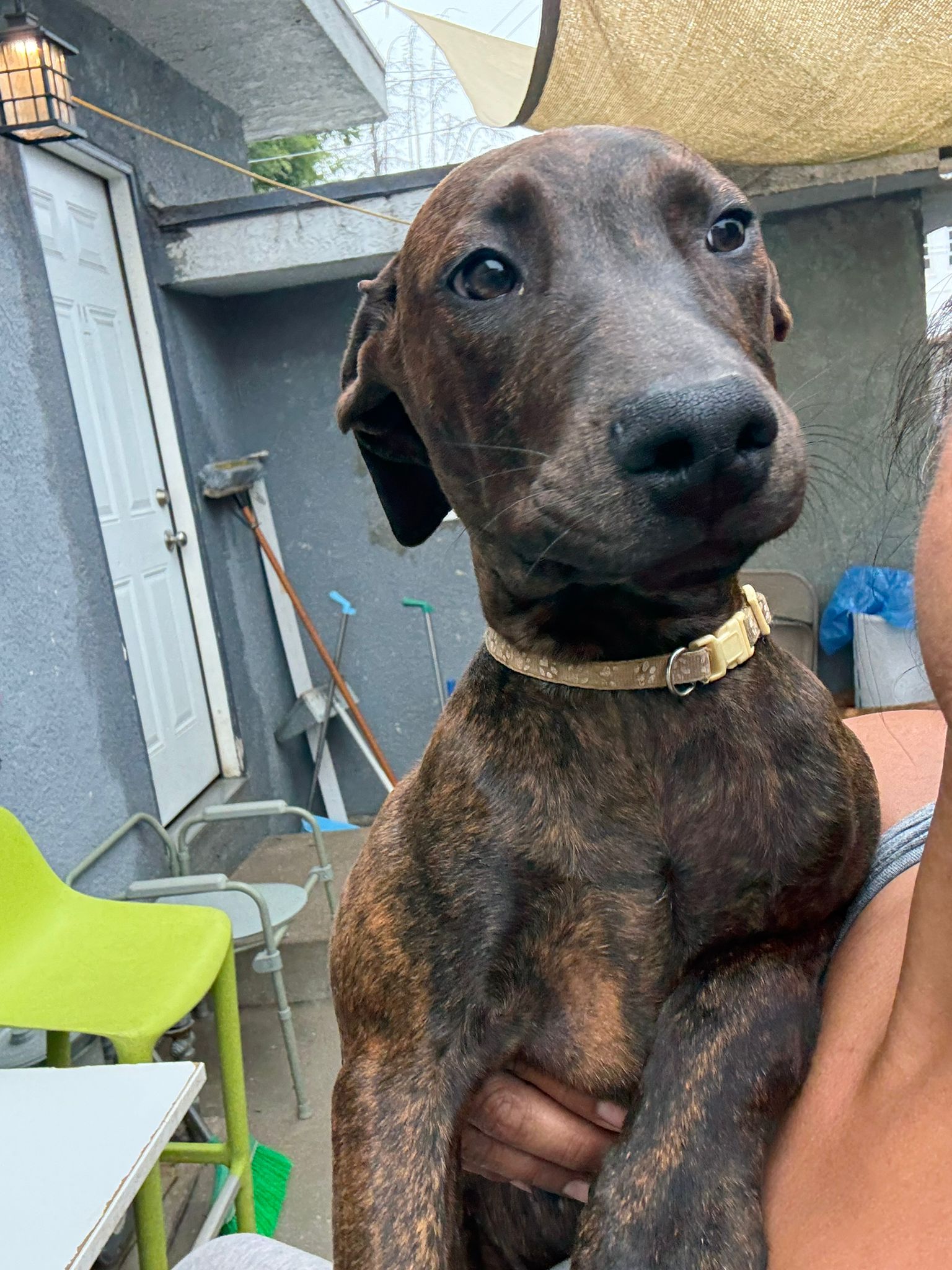 adoptable Dog in Inglewood, CA named Hope
