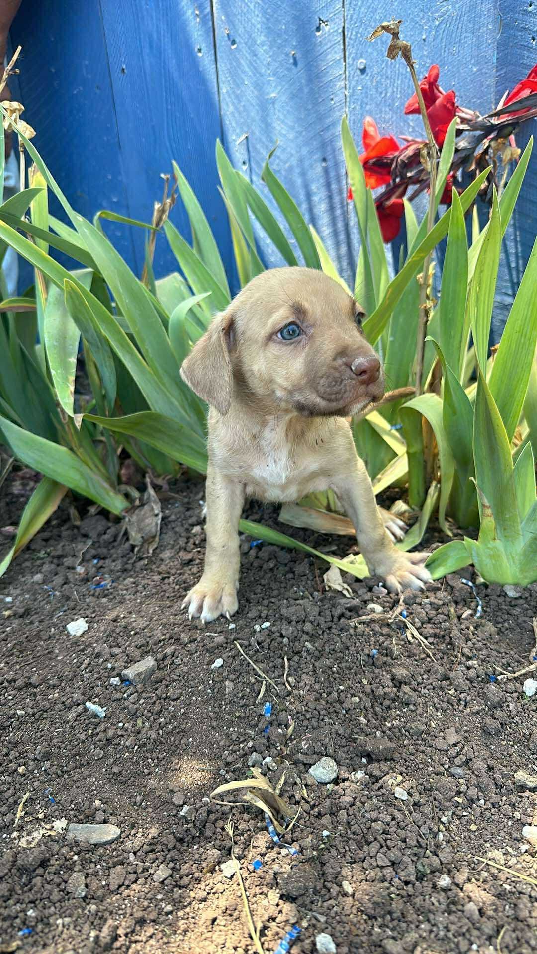 adoptable Dog in Inglewood, CA named Flora