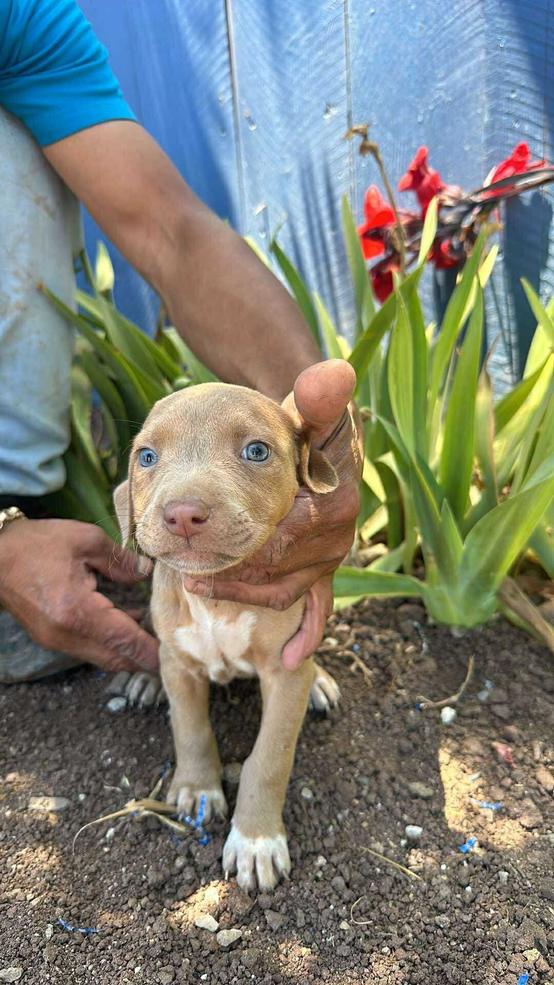 adoptable Dog in Inglewood, CA named Faith