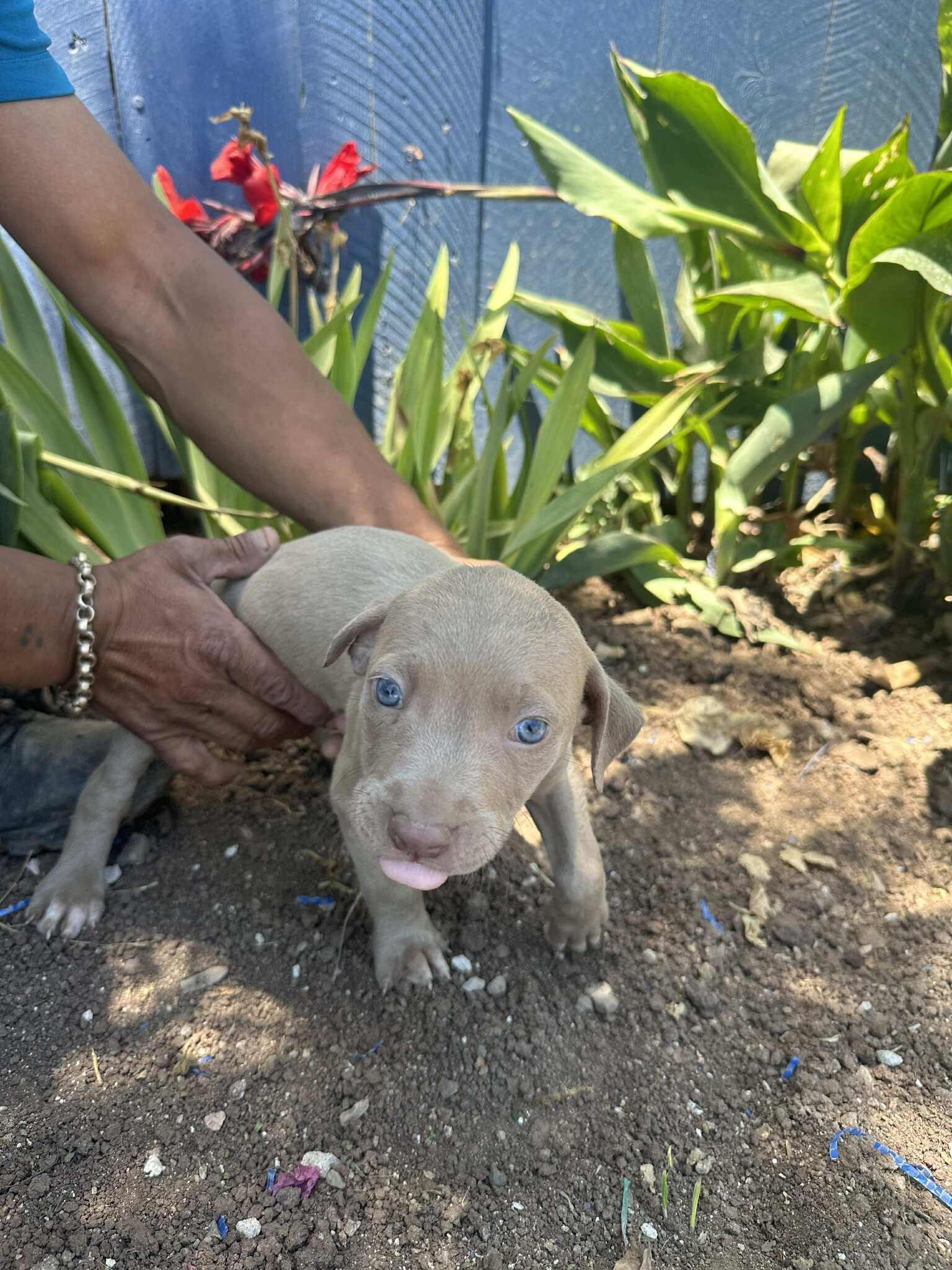 adoptable Dog in Inglewood, CA named Felix
