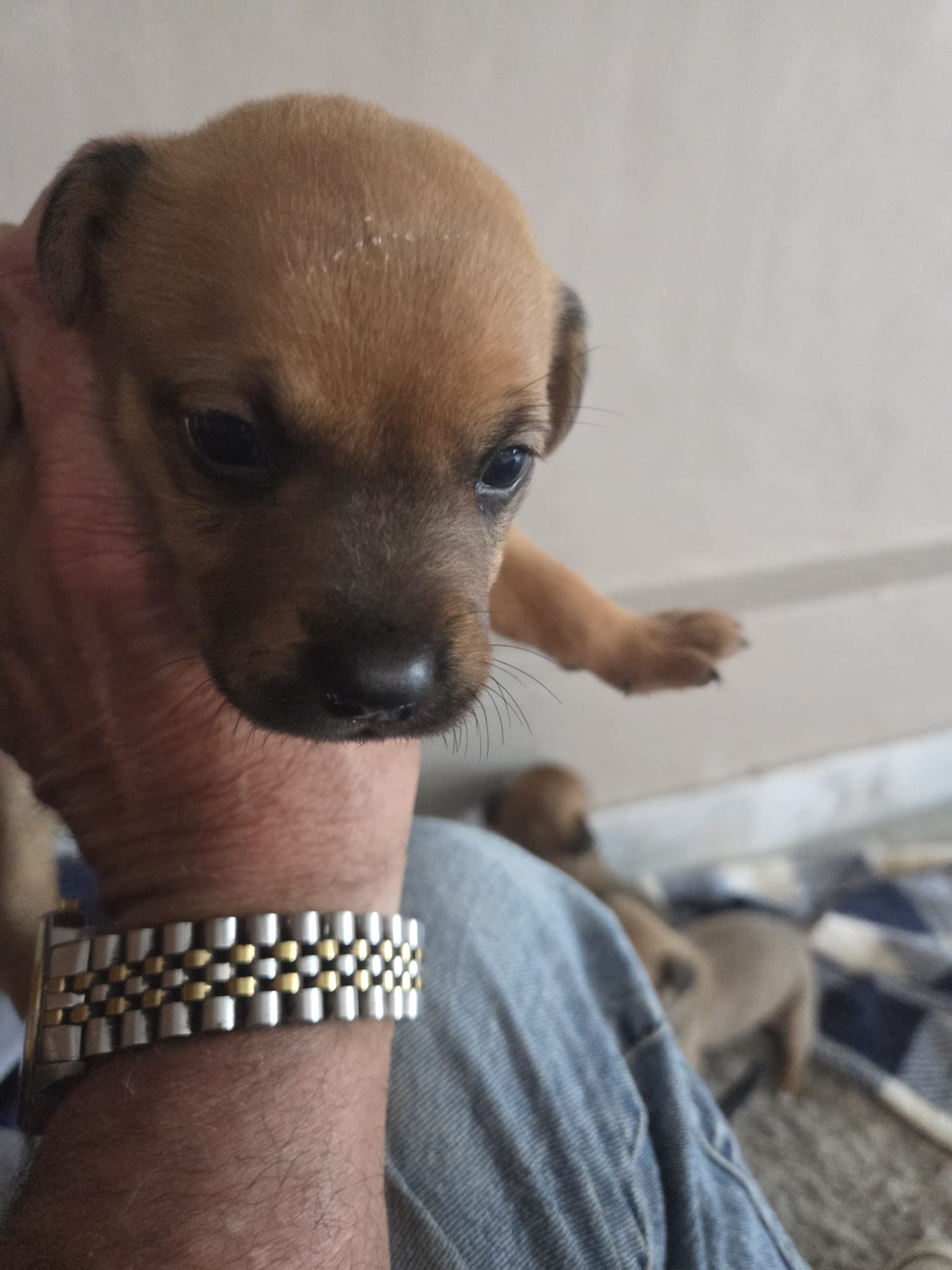 adoptable Dog in Inglewood, CA named Flower