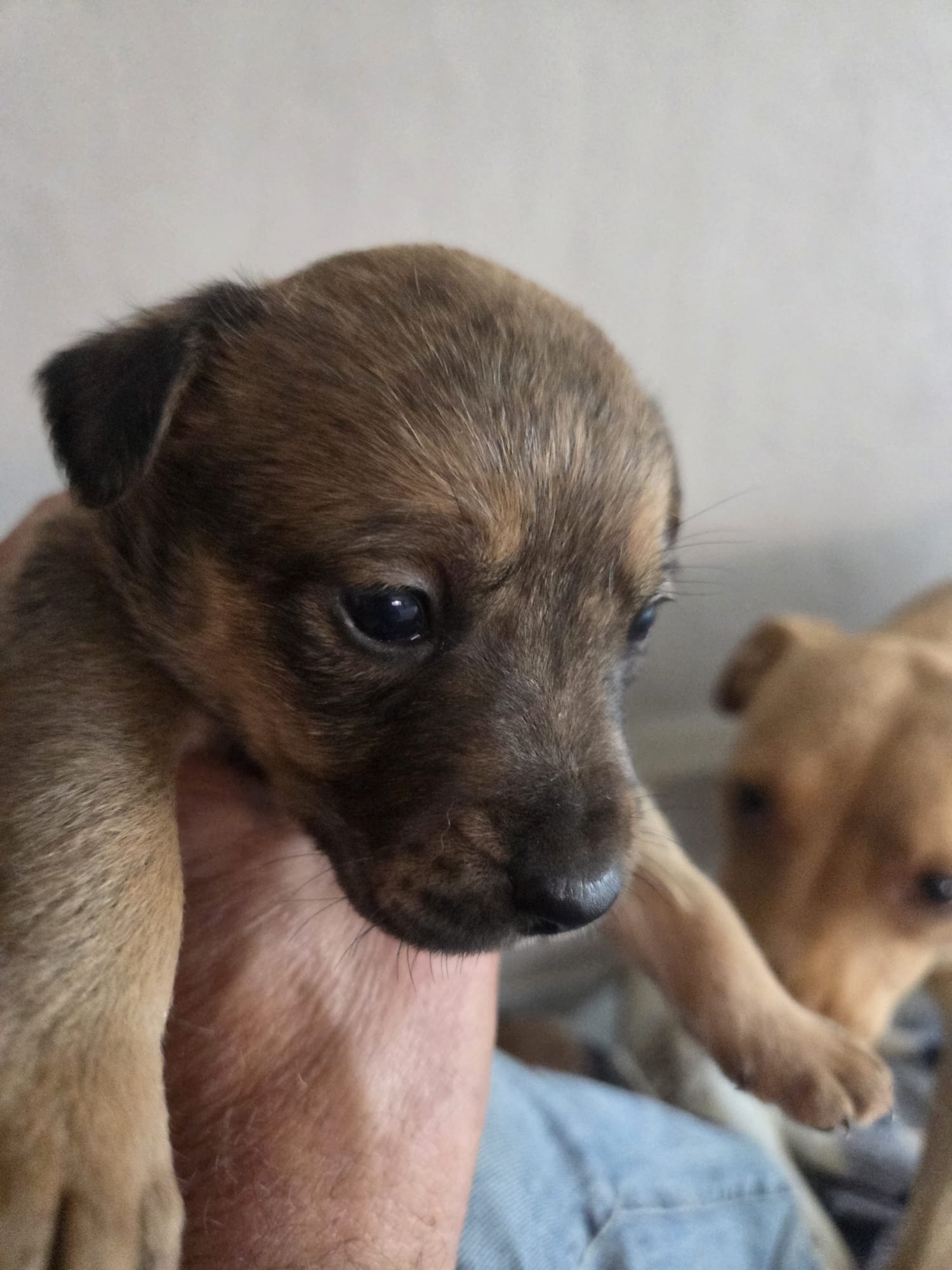 adoptable Dog in Inglewood, CA named Fruit