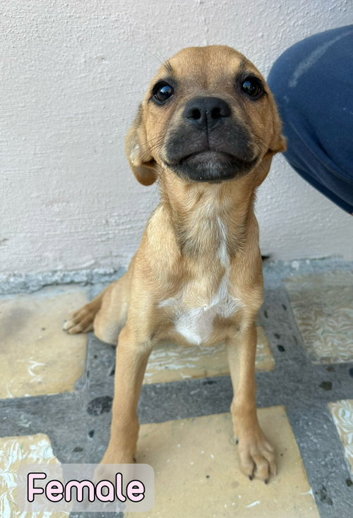 FRANNY - Feist / Pit Bull Terrier available for adoption
