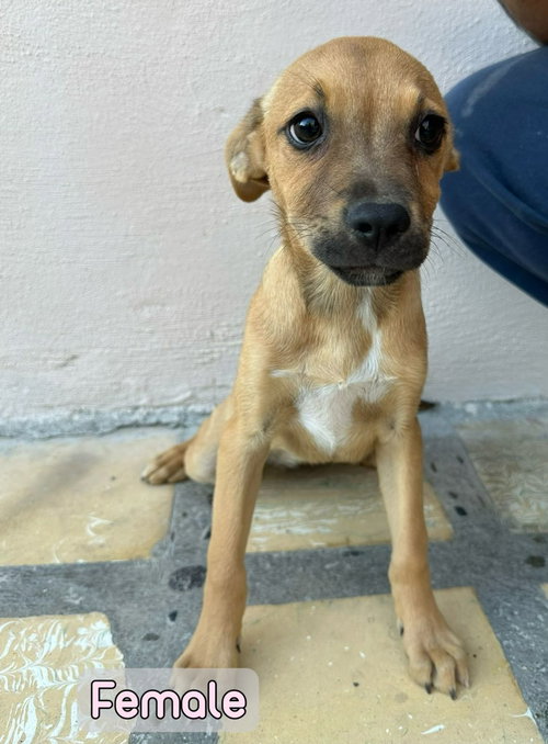 FRANNY - Feist / Pit Bull Terrier available for adoption