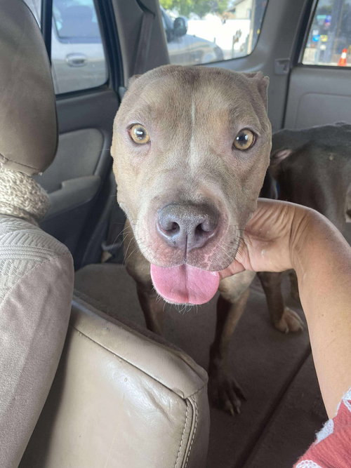 GISELLE - Pit Bull Terrier / Terrier available for adoption