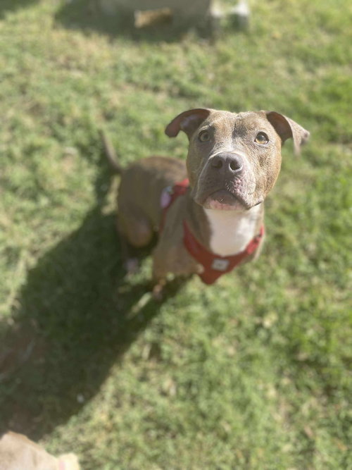 GISELLE - Pit Bull Terrier / Terrier available for adoption