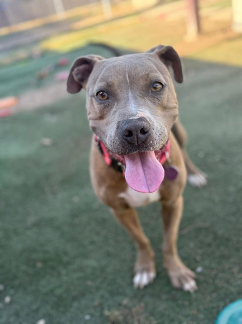 GISELLE - Pit Bull Terrier / Terrier available for adoption