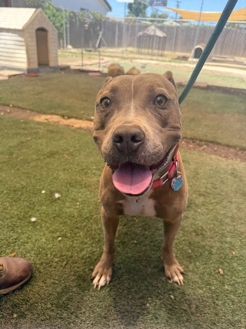 GISELLE - Pit Bull Terrier / Terrier available for adoption