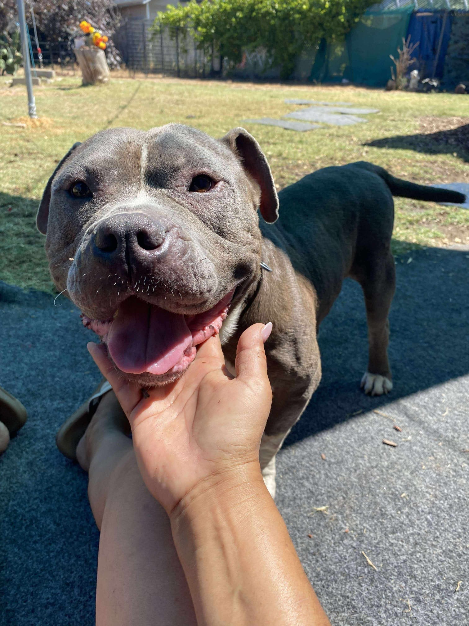 adoptable Dog in Inglewood, CA named Grayson