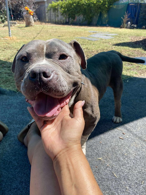 GRAYSON - American Bulldog / Pit Bull Terrier available for adoption