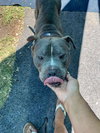 Grayson - Photo 2