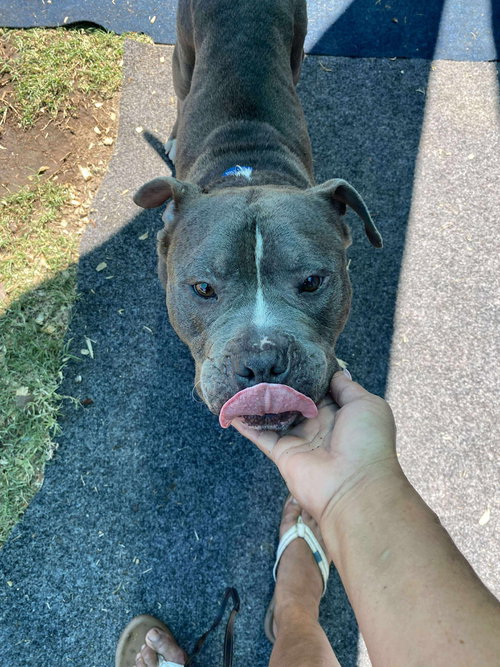 GRAYSON - American Bulldog / Pit Bull Terrier available for adoption