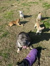 Grayson - Photo 3
