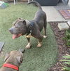 Grayson - Photo 4