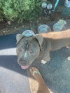 Grayson - Photo 5