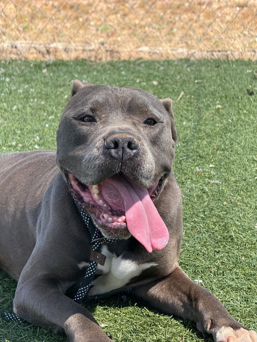 GRAYSON - American Bulldog / Pit Bull Terrier available for adoption