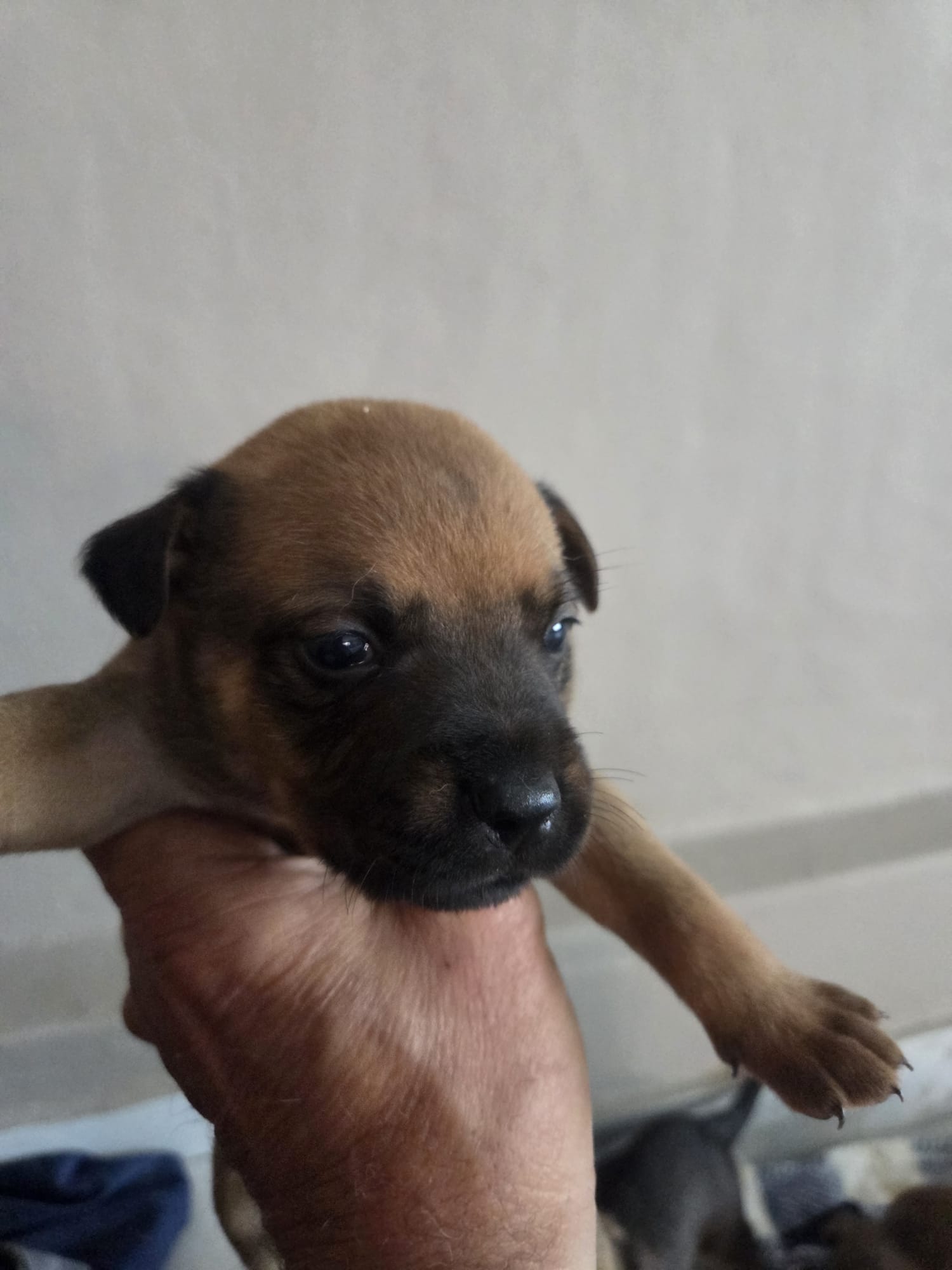 adoptable Dog in Inglewood, CA named Smirk