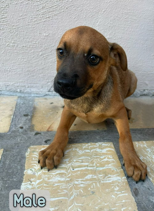 SMIRK - Feist / Pit Bull Terrier available for adoption