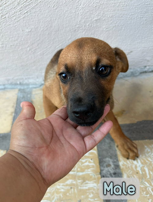 SMIRK - Feist / Pit Bull Terrier available for adoption