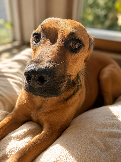 Smirk, a dog for adoption from Ozzie and Friends Rescue Inc